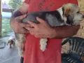 Подаряват се 3 кученца на 5 месеца, снимка 3