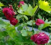 Резници червена сортова роза, снимка 7