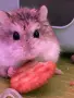 Клетка за хамстери + подарък хамстерче, снимка 3