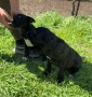 Cane Corso , снимка 10