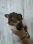 Продавам дългокосмести чихоа , снимка 4
