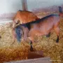 Нубийска коза и мъжко яре пръчле , снимка 2