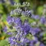 Caryopteris 'Heavently Blue'-Кариоптерис, снимка 1