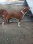 Жълтоалесто женско гонче, снимка 3