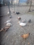 Продавам гъски патици и пуйки , снимка 16