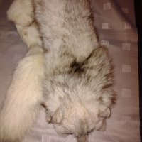  Шал яка от полярна бяла лисица , снимка 5 - Шапки - 19116831
