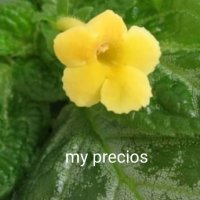 ЕПИСЦИЯ,,my precios,,, снимка 3 - Стайни растения - 42870764