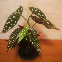 Бегония Макулата/Begonia Maculata Wightii/, снимка 3 - Стайни растения - 39977763