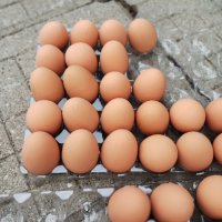 Изкуствени пластмасови яйца за кокошки тежки, снимка 9 - За птици - 40032040