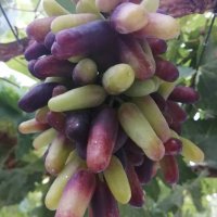 Бутикови сортове грозде, снимка 7 - Разсади - 35306623