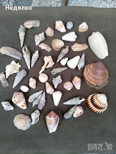 Колекция 45бр рапани и миди, снимка 1