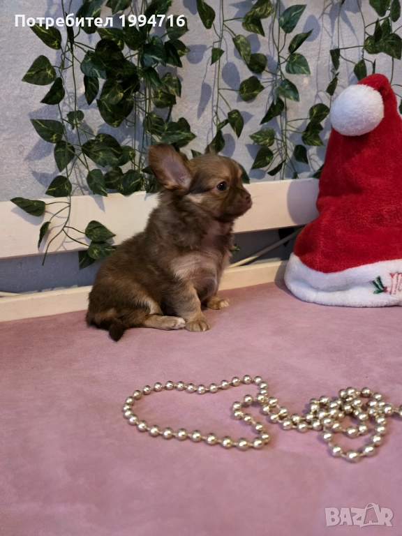 Чихуахуа мъжки , снимка 1
