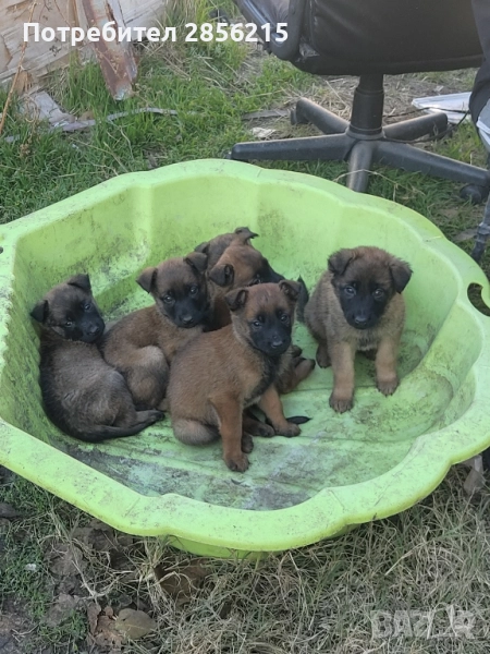 Малки Белгийки-Малиноа, снимка 1