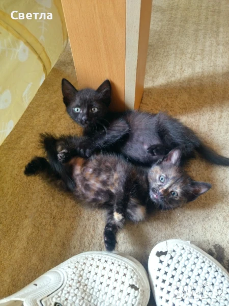 Братче и сестриче си търсят дом!, снимка 1