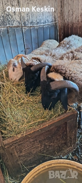 Продавам агнета от 21 до 50кила., снимка 1