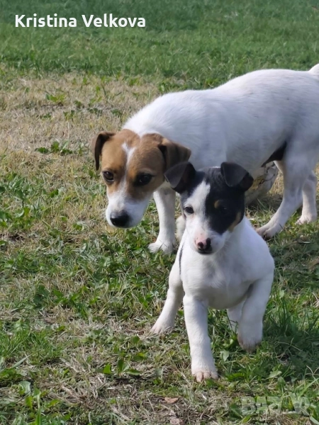Джак ръсел териер , снимка 1