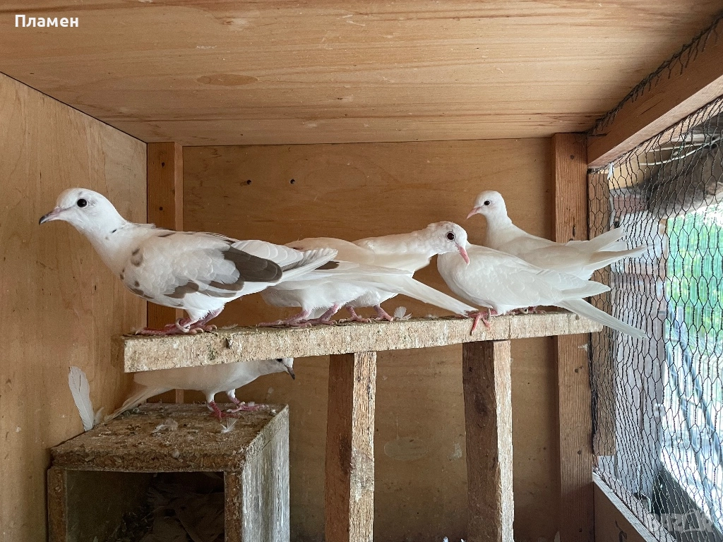 Пеещи гугутки, снимка 1