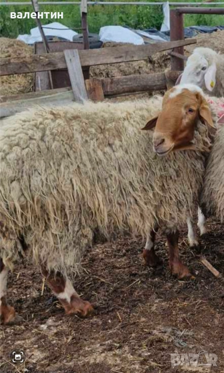 Коч млечно направление, снимка 1