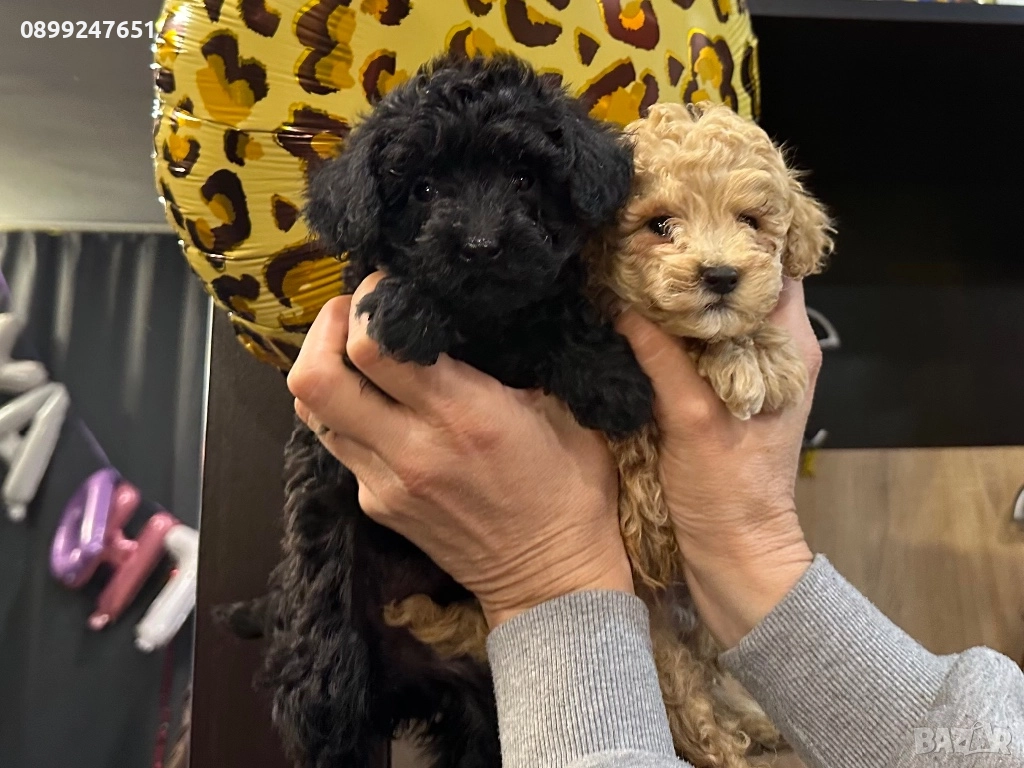 Той пуделчета , снимка 1