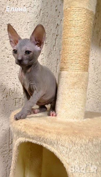 Донски Сфинкс , снимка 1