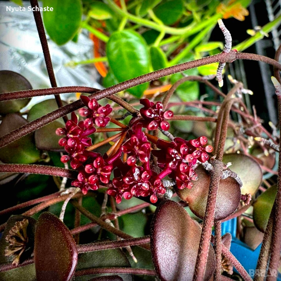 Hoya Carmelae NS 05-244, снимка 1