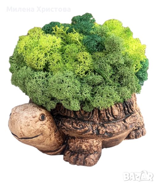 Кашпи "Костенурка" със скандинавски мъх , снимка 1