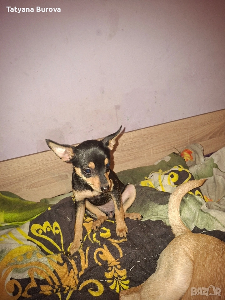 Продавам кучета от порода Пинчер, снимка 1