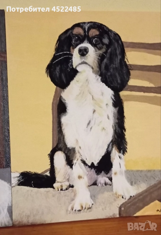 дейзи, снимка 1