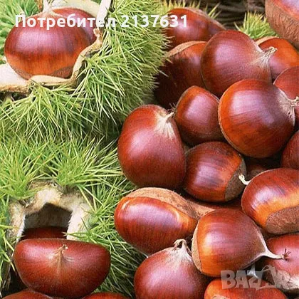 ДРЪВЧЕТА за ЗАСАЖДАНЕ СЛАДЪК  ( ЯДЛИВ ) КЕСТЕН , снимка 1