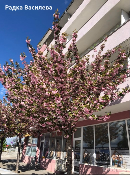 Под наем, снимка 1