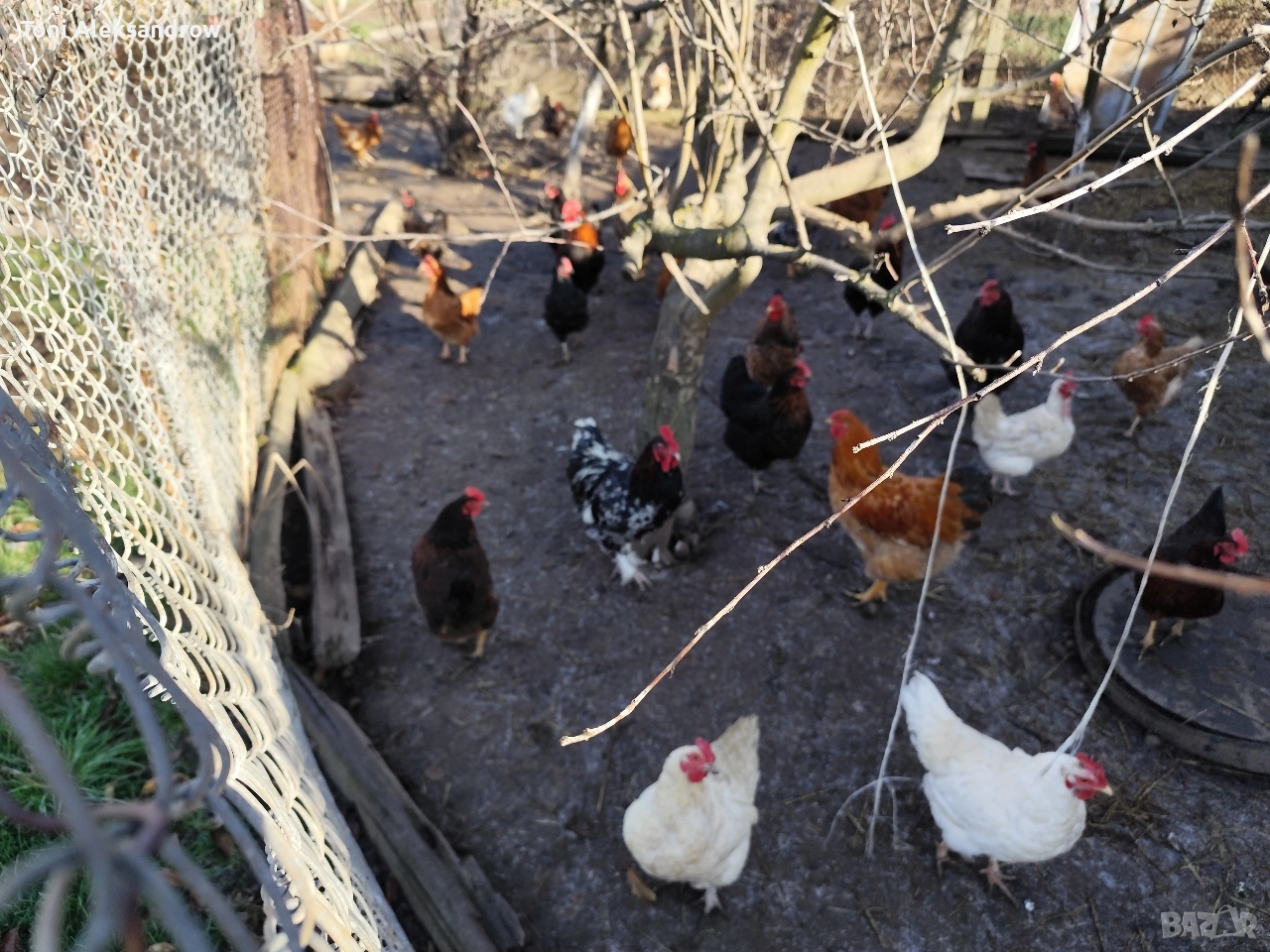 Младите домашни петлета, снимка 1