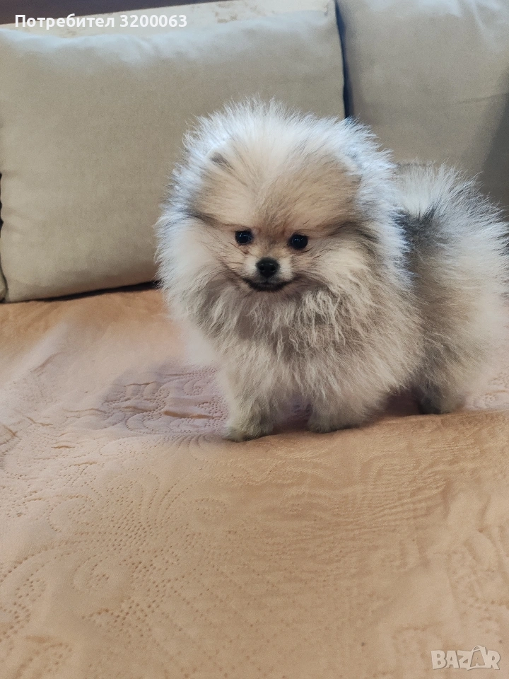 Померан мини померан , снимка 1