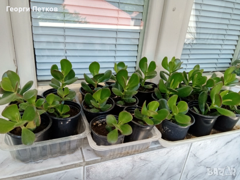 Дървото на живота, снимка 1