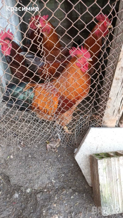 Продавам петли, неми патици-юрдечки., снимка 1