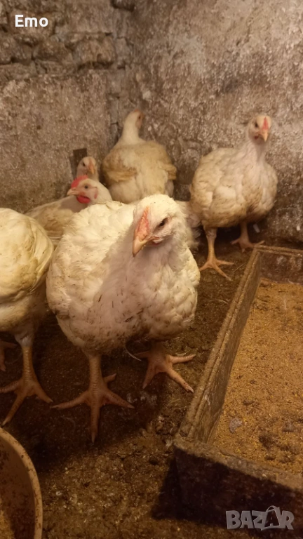 БРОЙЛЕРИ ЗА КЛАНЕ, снимка 1
