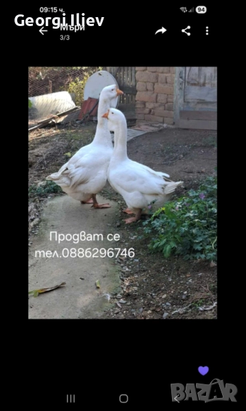 гъски, снимка 1
