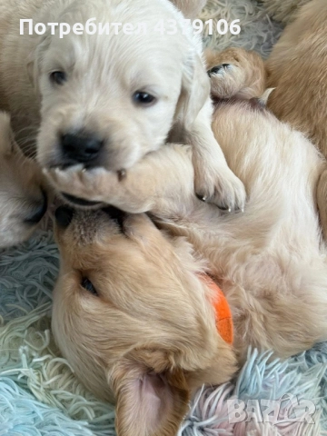 Голдън ретривър момче родословен баща, снимка 12 - Голдън ретривър - 52909387