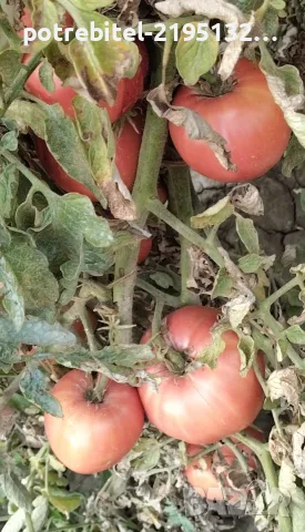 Розов Селски не хибриден домат, снимка 6 - Домашни продукти - 55730136