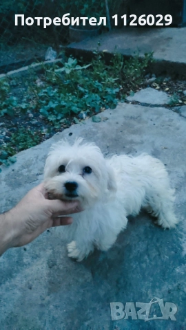 Малтийски болонки - женски, снимка 4 - Болонка - 52219683