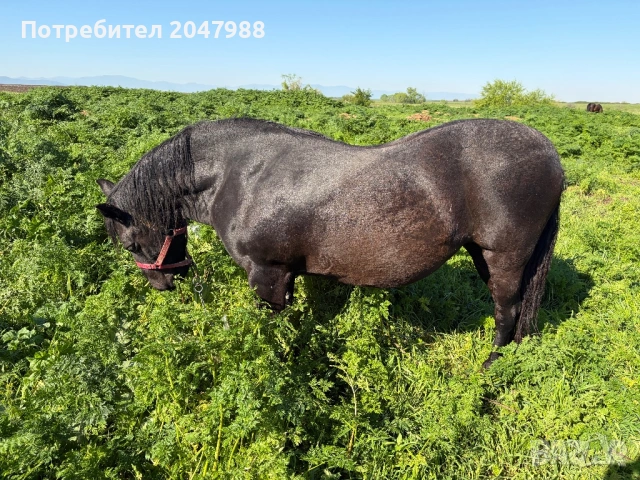 Кобила кон коне, снимка 11 - Коне - 54317054