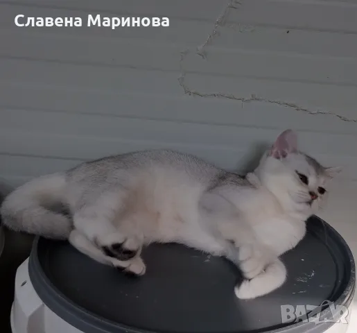 Шотландска сребърна чинчила, снимка 7 - Чинчили - 55784658