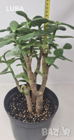 Дървото на живота/ Красула/, снимка 8 - Стайни растения - 46297125