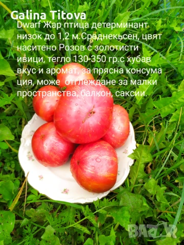 Продавам семена домати 55 сорта, снимка 9 - Сортови семена и луковици - 53097136