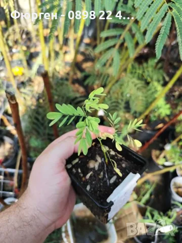 Цезалпиния пулхерима – Caesalpinia pulcherrima, снимка 7 - Разсади - 55863674