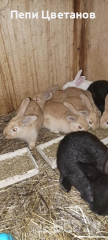 ЗАЙЦИ, снимка 4 - Други животни - 52926089