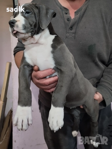 Американско були хл, снимка 2 - Питбул - 52893296