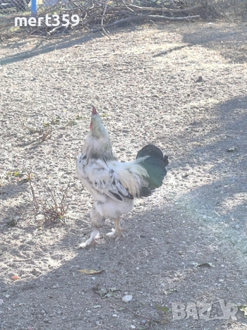 петели 🐓, снимка 2 - Кокошки и пуйки - 52231412