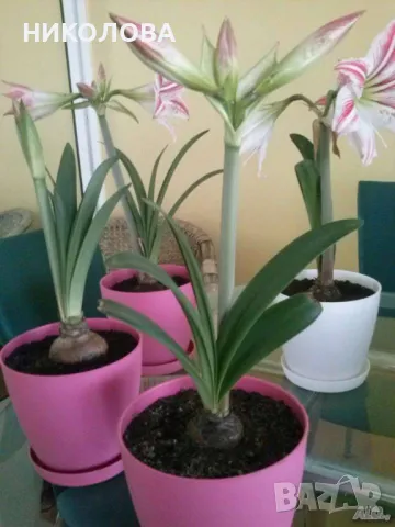 АМАРИЛИС - луковици, снимка 2 - Градински цветя и растения - 48460020