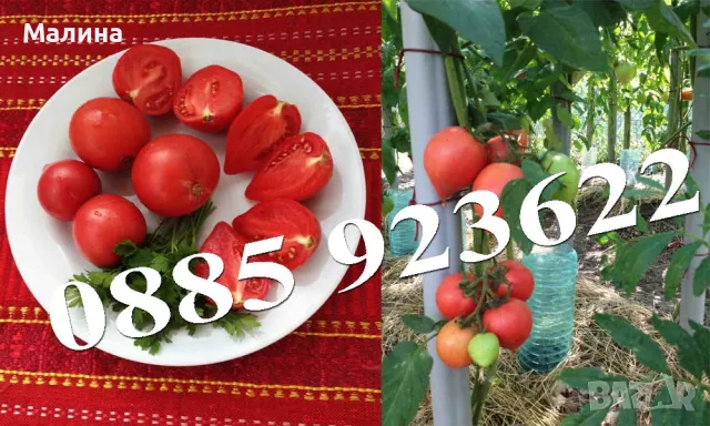 Био Семена Домати Стари Селски Сортове, Пипер, Чери Домати, Тютюн, Пъпеш, снимка 4 - Сортови семена и луковици - 39722488