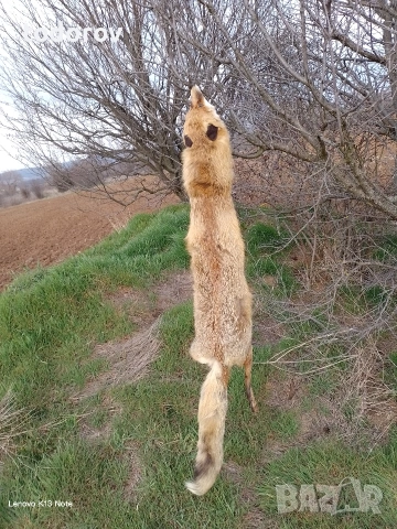 Лисица , снимка 3 - Други животни - 53877394